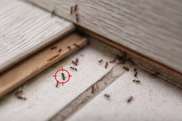 Pest Control for Restaurants in Ofallon, MO