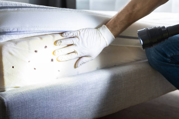 Best Local Pest Control Services  in Ofallon, MO