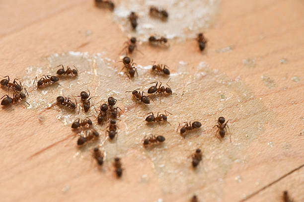 Best Cockroach Control Services  in Ofallon, MO