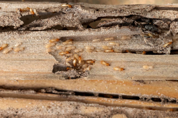 Wasp Removal Services in Ofallon, MO
